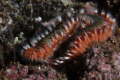  Madeira  